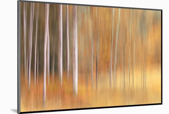 Autumn Birches-Ursula Abresch-Mounted Photographic Print