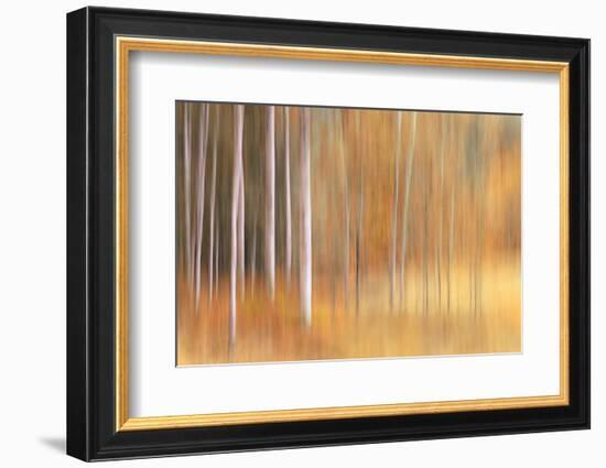 Autumn Birches-Ursula Abresch-Framed Photographic Print