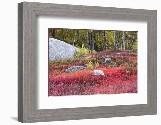 Autumn, Blueberry Barrens, Granite Rocks, East Orland, Maine, Usa-Michel Hersen-Framed Photographic Print