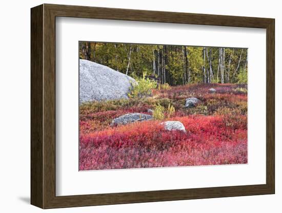 Autumn, Blueberry Barrens, Granite Rocks, East Orland, Maine, Usa-Michel Hersen-Framed Photographic Print