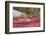 Autumn, Blueberry Barrens, Granite Rocks, East Orland, Maine, Usa-Michel Hersen-Framed Photographic Print