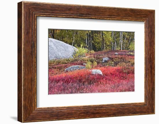 Autumn, Blueberry Barrens, Granite Rocks, East Orland, Maine, Usa-Michel Hersen-Framed Photographic Print