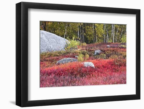 Autumn, Blueberry Barrens, Granite Rocks, East Orland, Maine, Usa-Michel Hersen-Framed Photographic Print