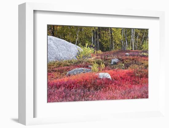 Autumn, Blueberry Barrens, Granite Rocks, East Orland, Maine, Usa-Michel Hersen-Framed Photographic Print