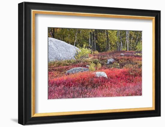 Autumn, Blueberry Barrens, Granite Rocks, East Orland, Maine, Usa-Michel Hersen-Framed Photographic Print