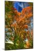 Autumn Borden Road Vertical-Robert Goldwitz-Mounted Photographic Print