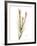 Autumn Botanical-Albert Koetsier-Framed Photo