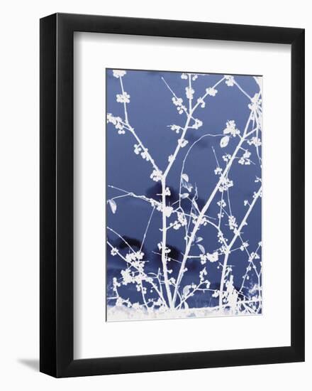 Autumn Branch (blue)-Jenny Kraft-Framed Art Print