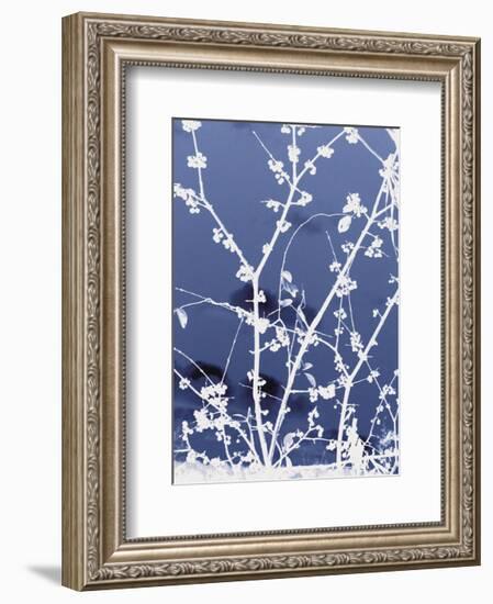 Autumn Branch (blue)-Jenny Kraft-Framed Art Print