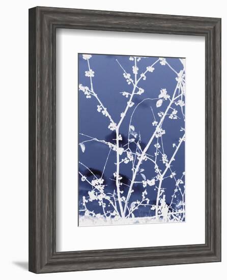 Autumn Branch (blue)-Jenny Kraft-Framed Art Print