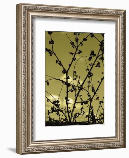 Autumn Branch (sepia)-Jenny Kraft-Framed Art Print