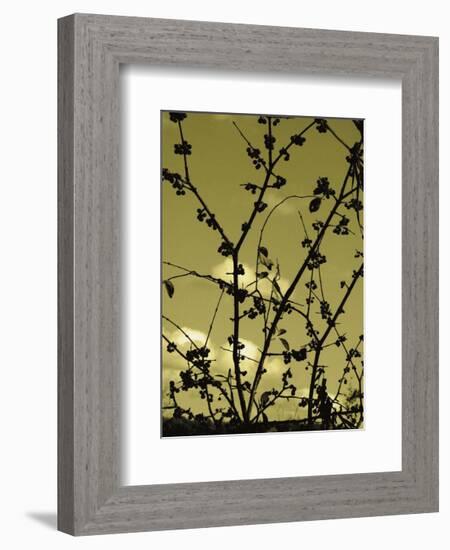 Autumn Branch (sepia)-Jenny Kraft-Framed Art Print