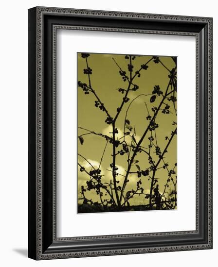 Autumn Branch (sepia)-Jenny Kraft-Framed Art Print