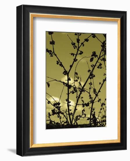 Autumn Branch (sepia)-Jenny Kraft-Framed Art Print