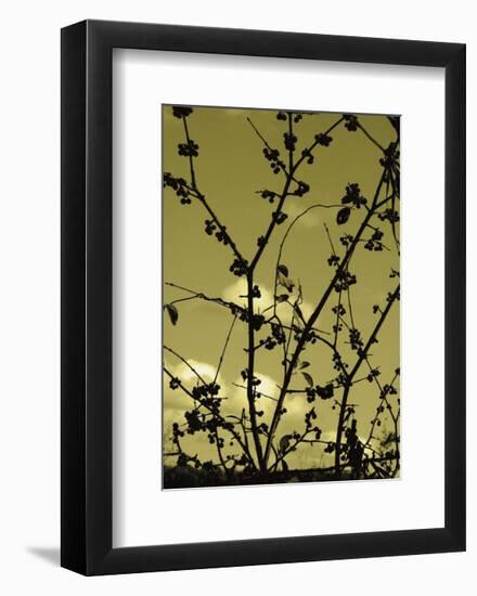 Autumn Branch (sepia)-Jenny Kraft-Framed Art Print