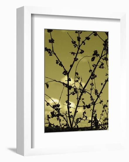 Autumn Branch (sepia)-Jenny Kraft-Framed Art Print