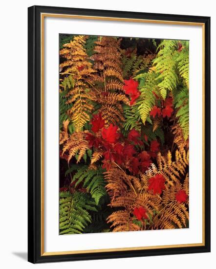 Autumn Branches, Mt Baker Snoqualmie National Forest, Snoqualmie Pass, Washington, USA-Stuart Westmorland-Framed Photographic Print