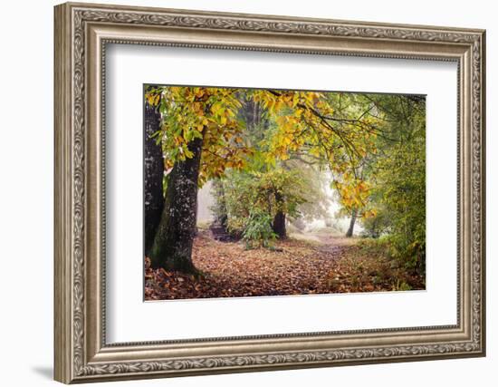 Autumn Break under the Trees-Philippe Manguin-Framed Photographic Print