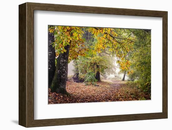 Autumn Break under the Trees-Philippe Manguin-Framed Photographic Print