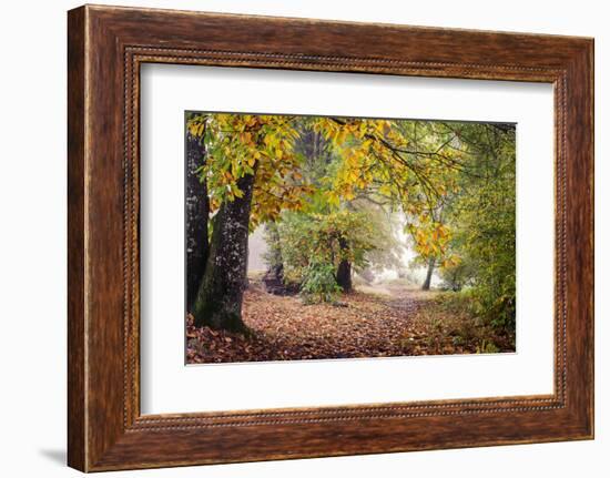 Autumn Break under the Trees-Philippe Manguin-Framed Photographic Print