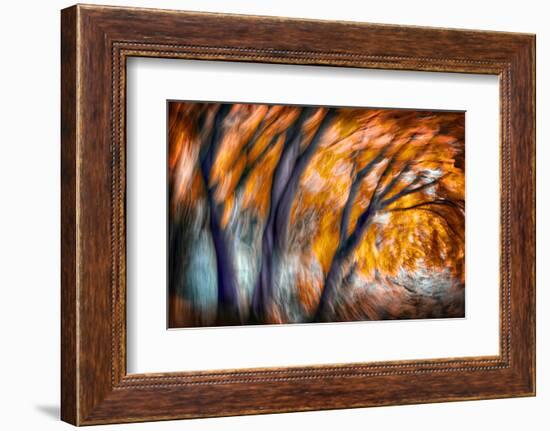 Autumn Breeze-Ursula Abresch-Framed Photographic Print