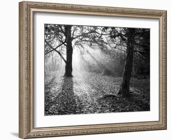 Autumn Burst-Doug Chinnery-Framed Photographic Print