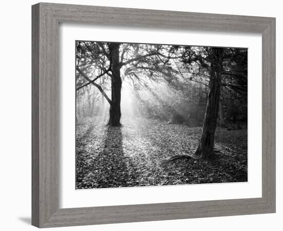 Autumn Burst-Doug Chinnery-Framed Photographic Print