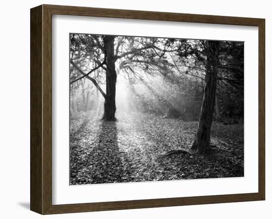 Autumn Burst-Doug Chinnery-Framed Photographic Print