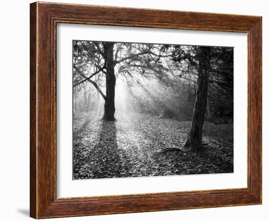 Autumn Burst-Doug Chinnery-Framed Photographic Print