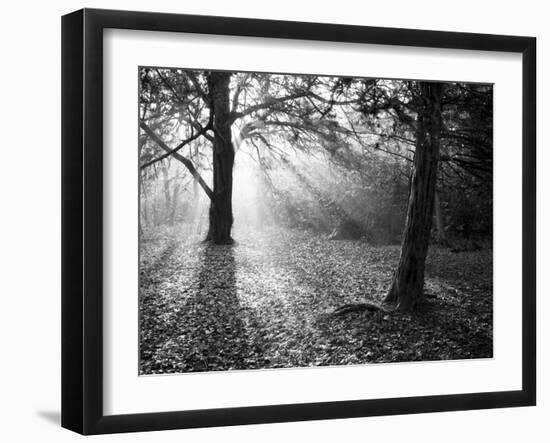 Autumn Burst-Doug Chinnery-Framed Photographic Print