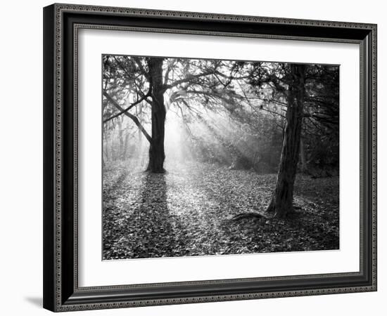 Autumn Burst-Doug Chinnery-Framed Photographic Print