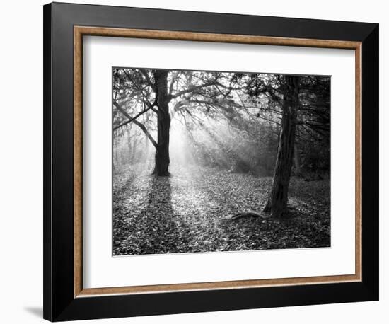 Autumn Burst-Doug Chinnery-Framed Photographic Print