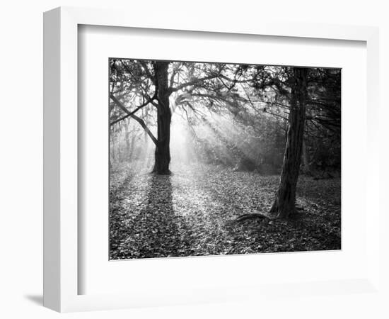 Autumn Burst-Doug Chinnery-Framed Photographic Print