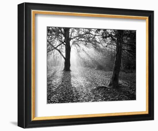 Autumn Burst-Doug Chinnery-Framed Photographic Print