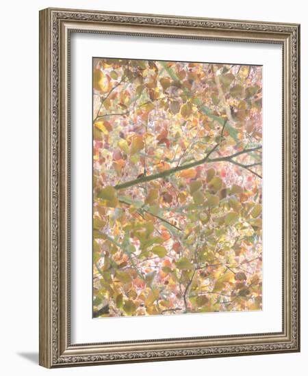 Autumn Cascade-Doug Chinnery-Framed Photographic Print