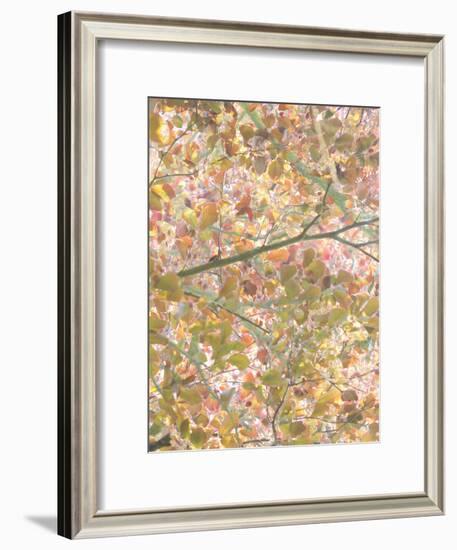 Autumn Cascade-Doug Chinnery-Framed Photographic Print