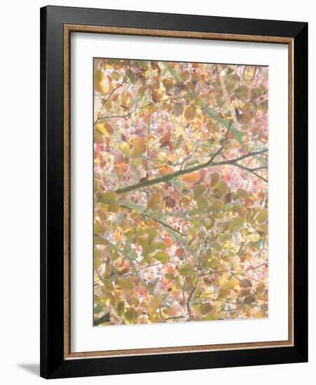 Autumn Cascade-Doug Chinnery-Framed Photographic Print