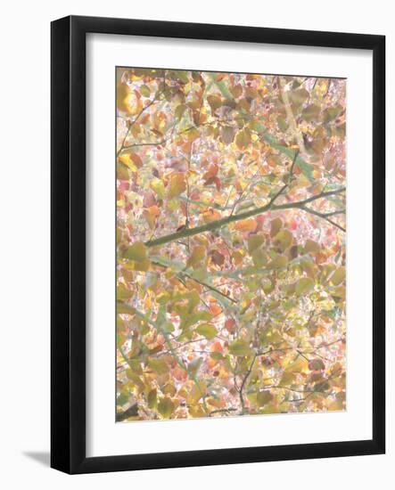 Autumn Cascade-Doug Chinnery-Framed Photographic Print