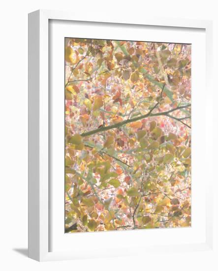 Autumn Cascade-Doug Chinnery-Framed Photographic Print