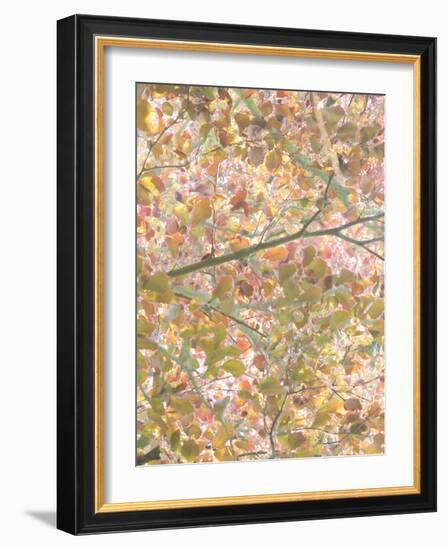 Autumn Cascade-Doug Chinnery-Framed Photographic Print