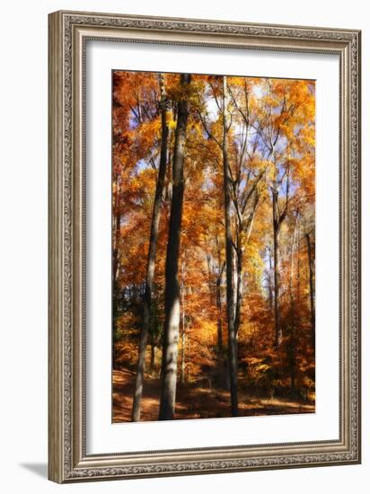 Autumn Cathedral I-Alan Hausenflock-Framed Photographic Print