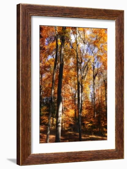 Autumn Cathedral I-Alan Hausenflock-Framed Photographic Print