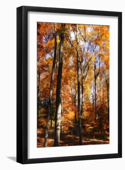 Autumn Cathedral I-Alan Hausenflock-Framed Photographic Print