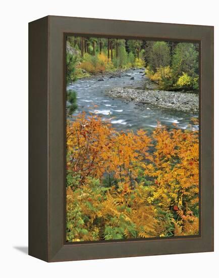 Autumn Color along Imnaha River-Steve Terrill-Framed Premier Image Canvas