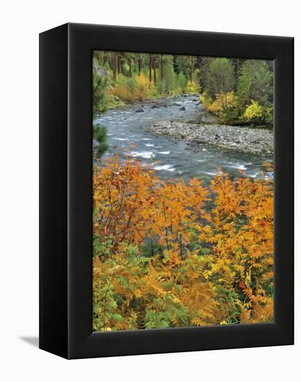 Autumn Color along Imnaha River-Steve Terrill-Framed Premier Image Canvas