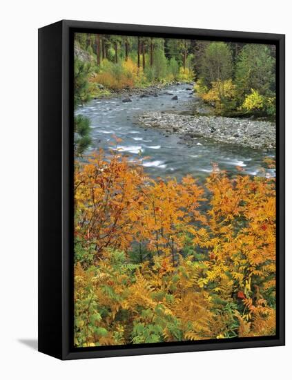 Autumn Color along Imnaha River-Steve Terrill-Framed Premier Image Canvas