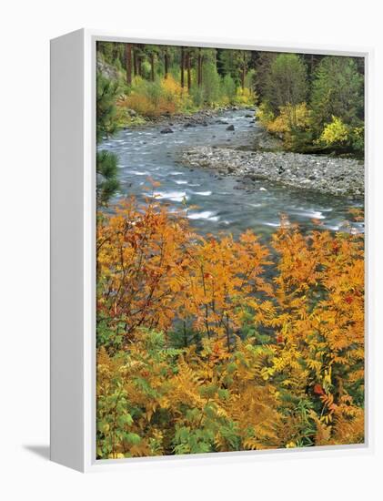 Autumn Color along Imnaha River-Steve Terrill-Framed Premier Image Canvas