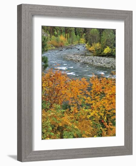 Autumn Color along Imnaha River-Steve Terrill-Framed Photographic Print