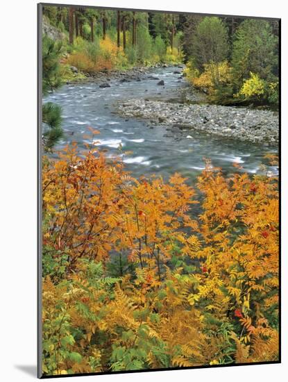 Autumn Color along Imnaha River-Steve Terrill-Mounted Photographic Print