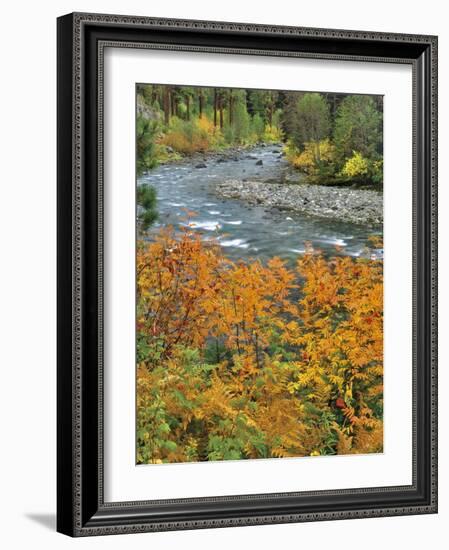 Autumn Color along Imnaha River-Steve Terrill-Framed Photographic Print